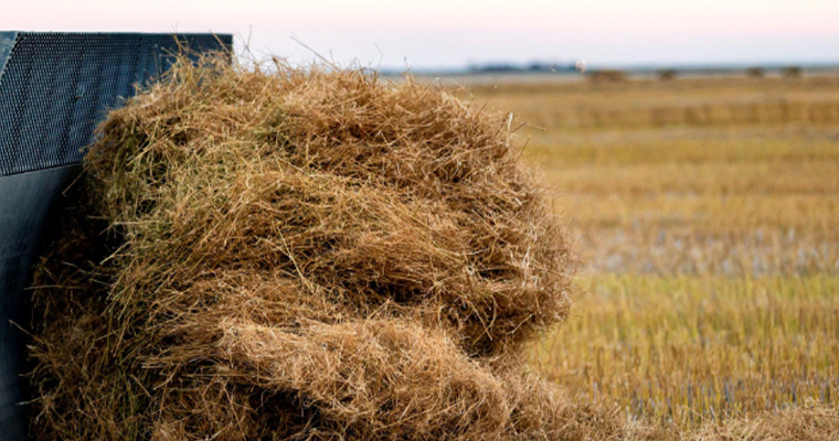 Prairie Clean Energy and Sask Polytech launch prairie biomass initiatives